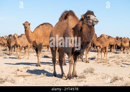 gruppo di cammelli nella natura Foto Stock