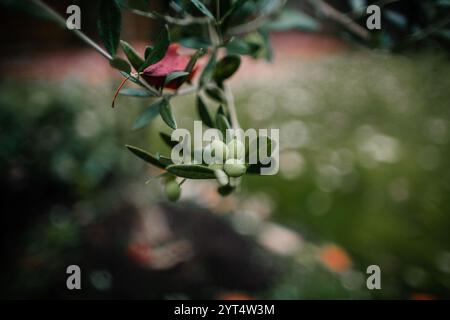 Olive che crescono sul ramo d'olivo Foto Stock