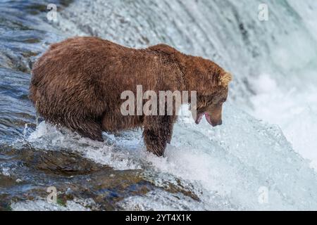 Brown Bear Fishing Brooks Falls Katmai Foto Stock
