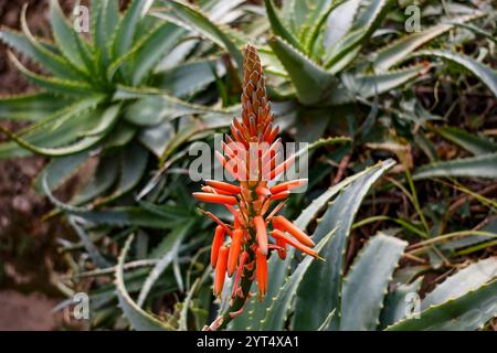 Aloe arborescens, o Candelabra aloe, Taormina, Sicilia. Florence Trevelyan, un conservazionista e giardiniere, costruì una casa sull'Isola bella Foto Stock