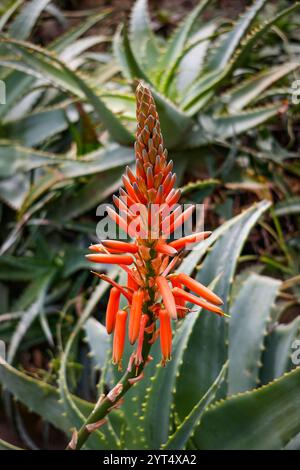 Aloe arborescens, o Candelabra aloe, Taormina, Sicilia. Florence Trevelyan, un conservazionista e giardiniere, costruì una casa sull'Isola bella Foto Stock