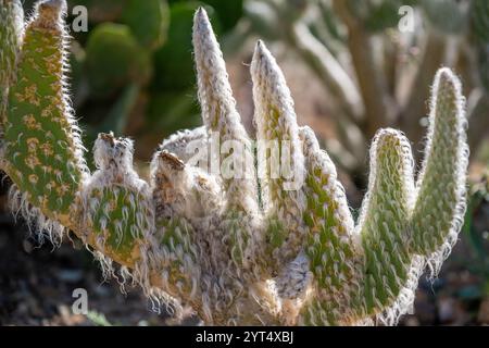 Una pianta spinosa di cactus selvatico a Tucson, Arizona Foto Stock