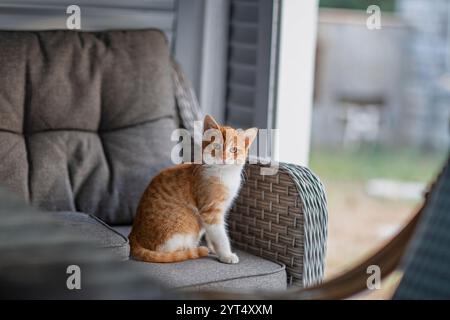 Arancione con gattino bianco seduto su un divano grigio all'aperto Foto Stock