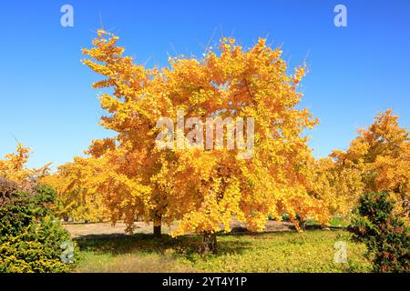 Novembre cadde foglie di ginkgo per la carta da parati Foto Stock