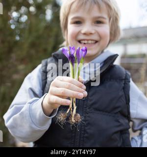 il bambino tiene in mano diverse lampadine di cocco viola in fiore con radici. Giardinaggio con amore. Lezioni di botanica per bambini. Ciao primavera. concetto di giornata della terra. poco Foto Stock