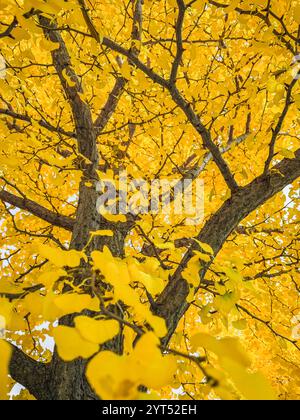 Guardando rami di foglie gialle sull'albero di ginkgo biloba in autunno. Foto Stock