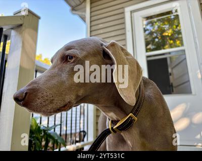 Brown Weimaraner sul ponte di fronte alla porta Foto Stock