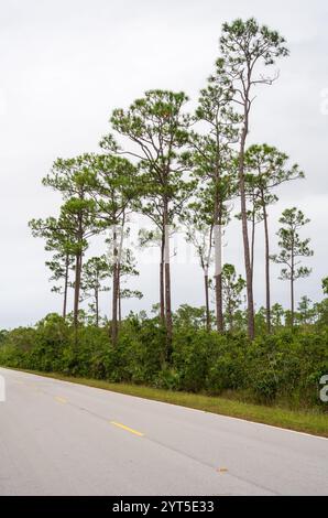 Pini alti e piegati dal vento e arbusti verdi si ergono sopra il bordo curvo di una strada asfaltata sotto un cielo grigio pallido nell'Everglades National Park, Florida. Foto Stock