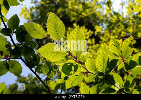 Foglie verdi pelose di Fagus sylvatica (faggio europeo) contro la luce del sole vicino a Wendover, Buckinghamshire, Inghilterra Foto Stock