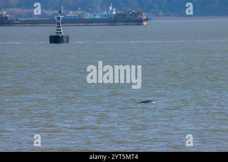 Yangtze Finless Porpoise (Neophocaena asiaeorientalis asiaeorientalis), una sottospecie della Porpoise Finless, endemica della Cina Foto Stock