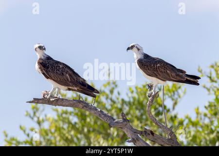 Falco pescatore americano o falco pescatore occidentale, Pandion haliaetus carolinensis, due uccelli in piedi insieme sul ramo, Turks e Caicos Foto Stock