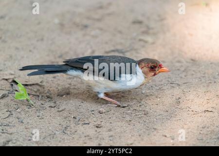 Cardinale con fattura gialla, Paroaria capitata, alimentazione di un solo adulto a terra, Pantanal, Brasile, 16 giugno 2022 Foto Stock