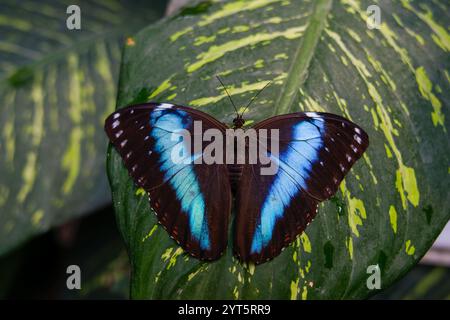 Farfalla morfo di Achille a banda blu su una foglia Foto Stock