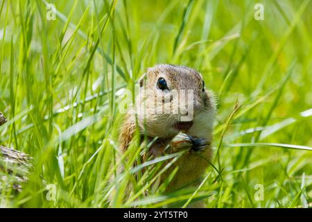 Lo scoiattolo terricolo europeo (Spermophilus Citellus) che mangia un po' d'erba Foto Stock