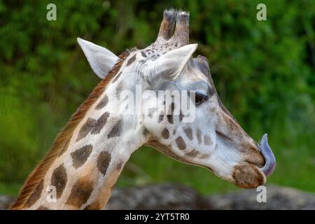 Una giraffa con una lingua lunga Foto Stock