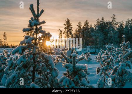 Catturando un bellissimo paesaggio invernale, i pini innevati si crogiolano nel caldo bagliore del tramonto, creando un'atmosfera magica e serena all'interno della t Foto Stock