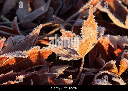Blätter des amerikanischen Amberbaums Liquidambar styraciflua mit morgendlichem Raureif überzogen. Nun hält der Winter langsam Einzug - Spätherbstimpressionen - Herleshausen, Deutschland, GER, Germania, 01.12.2024 - Amerikanischer Amberbaum in der hessischen Mittelgebirgslandschaft Ringgau Hat Seine rot gefärbten Blätter in der Herbstzeit abgeworfen und ist nun bei ersten frostigen Temperaturen mit Raureif überzogen. *** Foglie dell'ambrato americano Liquidambar styraciflua ricoperto di hoarfrost al mattino ora l'inverno sta lentamente arrivando in tardo autunno impressioni Herleshausen, Germania, GER Foto Stock
