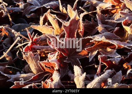 Blätter des amerikanischen Amberbaums Liquidambar styraciflua mit morgendlichem Raureif überzogen. Nun hält der Winter langsam Einzug - Spätherbstimpressionen - Herleshausen, Deutschland, GER, Germania, 01.12.2024 - Amerikanischer Amberbaum in der hessischen Mittelgebirgslandschaft Ringgau Hat Seine rot gefärbten Blätter in der Herbstzeit abgeworfen und ist nun bei ersten frostigen Temperaturen mit Raureif überzogen. *** Foglie dell'ambrato americano Liquidambar styraciflua ricoperto di hoarfrost al mattino ora l'inverno sta lentamente arrivando in tardo autunno impressioni Herleshausen, Germania, GER Foto Stock