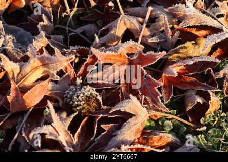 Blätter des amerikanischen Amberbaums Liquidambar styraciflua mit morgendlichem Raureif überzogen. Nun hält der Winter langsam Einzug - Spätherbstimpressionen - Herleshausen, Deutschland, GER, Germania, 01.12.2024 - Amerikanischer Amberbaum in der hessischen Mittelgebirgslandschaft Ringgau Hat Seine rot gefärbten Blätter in der Herbstzeit abgeworfen und ist nun bei ersten frostigen Temperaturen mit Raureif überzogen. *** Foglie dell'ambrato americano Liquidambar styraciflua ricoperto di hoarfrost al mattino ora l'inverno sta lentamente arrivando in tardo autunno impressioni Herleshausen, Germania, GER Foto Stock