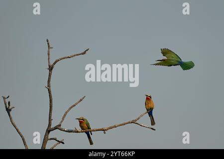 Mangia di api dalla facciata bianca (Merops bullockoides) arroccato sui rami di un albero morto nel South Luangwa National Park, Zambia Foto Stock