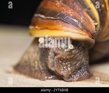Macro fotografia di occhi di lumaca di terra gigante africana (Achatina fulica), Mahe Seychelles. Foto Stock