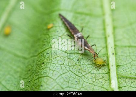 Macrofotografia di Brown Lacewing Larva su foglia di cotone, Mahe, Seychelles Foto Stock
