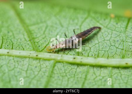 Macrofotografia di Brown Lacewing Larva su foglia di cotone, Mahe, Seychelles Foto Stock