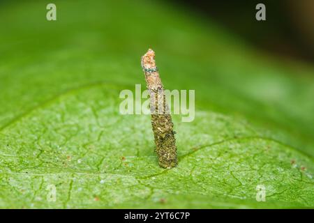 Macrofotografia di case-building caddisfly larva (Leptoceridae) Mahe, Seychelles Foto Stock