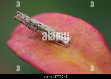 Macrofotografia della falena Culladia hastiferalis su una foglia rosa del deserto, Mahe, Seychelles Foto Stock