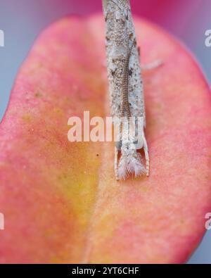 Macrofotografia della falena Culladia hastiferalis su una foglia rosa del deserto, Mahe, Seychelles Foto Stock