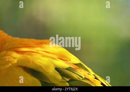 Piumaggio giallo brillante con ali verdi di Sun Conure Foto Stock