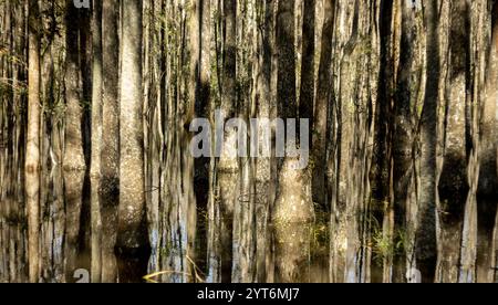 Sfondo naturale astratto, cipresso foresta con obiettivo inclinabile. Foto Stock