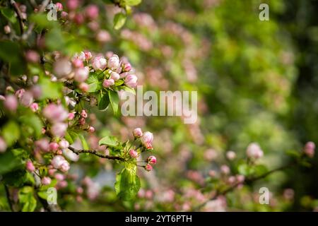 Le mele (Malus domestica) fioriscono in primavera sul prato della spiaggia. Sfondo di fiori su un ramo di melo. Sfondo sfocato. Sfondo. Selettivo per Foto Stock