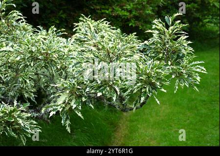 Attraente fogliame bianco e verde di quercia di tacchino variegata Quercus cerris "Argenteovariegata" Foto Stock