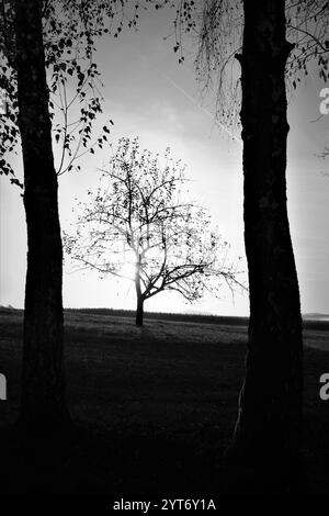 Albero al centro di due alberi alla luce del mattino Foto Stock