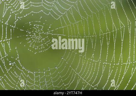 La ragnatela di Spider con delle goccioline d'acqua fini, Germania Foto Stock