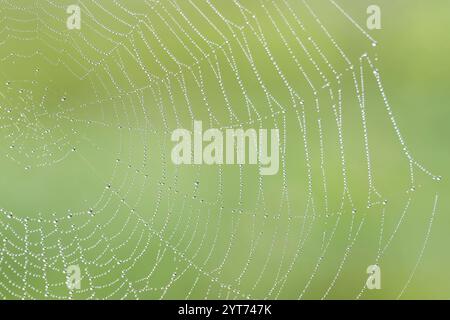 La ragnatela di Spider con delle goccioline d'acqua fini, Germania Foto Stock