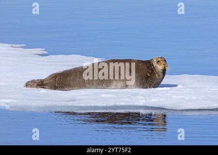 Foca bugnata (Erignathus barbatus) poggiante su un gallio di ghiaccio lungo la costa di Svalbard/Spitsbergen Foto Stock