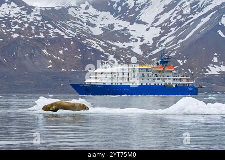 La foca barbuta poggia sul ghiaccio di fronte alla nave da crociera antartica MV Sea Spirit of Poseidon Expeditions lungo la costa delle Svalbard / Spitsbergen Foto Stock