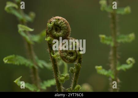 Germogli di una giovane pianta di felce, vera felce di vermi, primavera, Germania Foto Stock