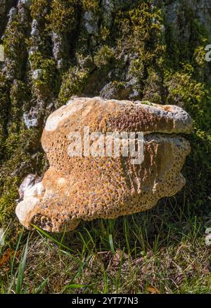 Spugna d'albero, staffa di quercia, Inonotus dryadeus Foto Stock