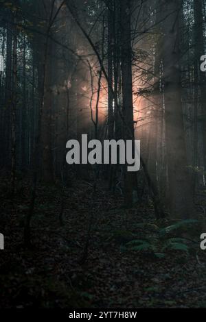 I raggi del sole nascente brillano attraverso la nebbia mattutina passando per tronchi d'albero su un prato nel Allgäu vicino a Pfronten. Il paesaggio irradia la calma della mattina e ha qualcosa di mistico al riguardo. Foto Stock