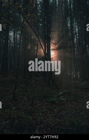 I raggi del sole nascente brillano attraverso la nebbia mattutina passando per tronchi d'albero su un prato nel Allgäu vicino a Pfronten. Il paesaggio irradia la calma della mattina e ha qualcosa di mistico al riguardo. Foto Stock