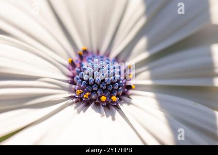 Dimorphotheca ecklonis, margherita africana Foto Stock