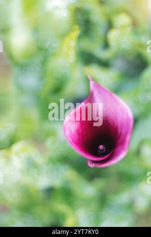 Un giglio di calla viola, Zantedeschia rehmannii, si distingue su uno sfondo verde sfocato. Foto Stock