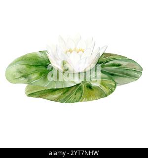 Disegno ad acquerello di un giglio d'acqua bianco con foglie verdi. Flower Drawn, in colori pastello, adatto per la progettazione e la stampa Foto Stock