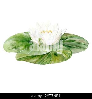 Disegno ad acquerello di un giglio d'acqua bianco con foglie verdi. Flower Drawn, in colori pastello, adatto per la progettazione e la stampa Foto Stock