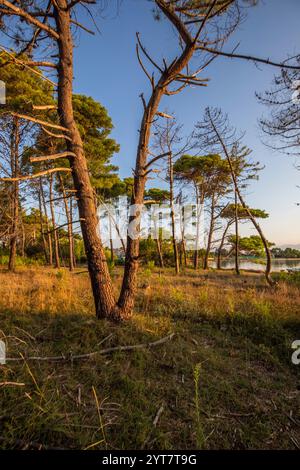 Paesaggio fotografato dal mare con la pineta sulla costa. Atmosfera mattutina all'alba in un paesaggio girato sull'isola di Vir, Zara, Dalmazia, Croazia, Mare Adriatico Foto Stock