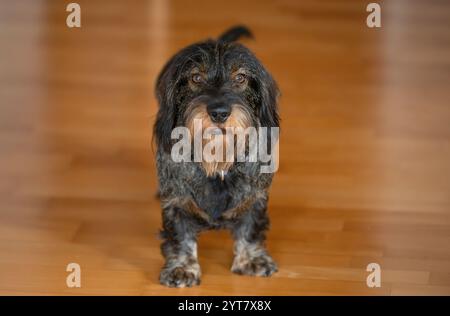 Dachshund dai capelli ruvidi, maschio, 3 anni, si erge su pavimento in parquet Foto Stock