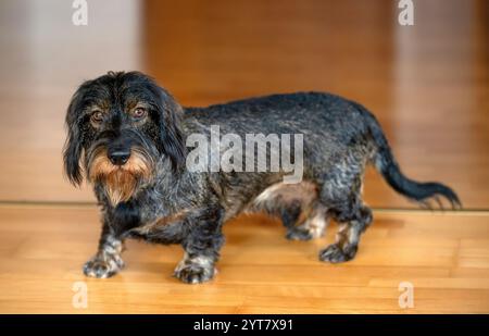 Dachshund dai capelli ruvidi, maschio, 3 anni, si erge su pavimento in parquet Foto Stock